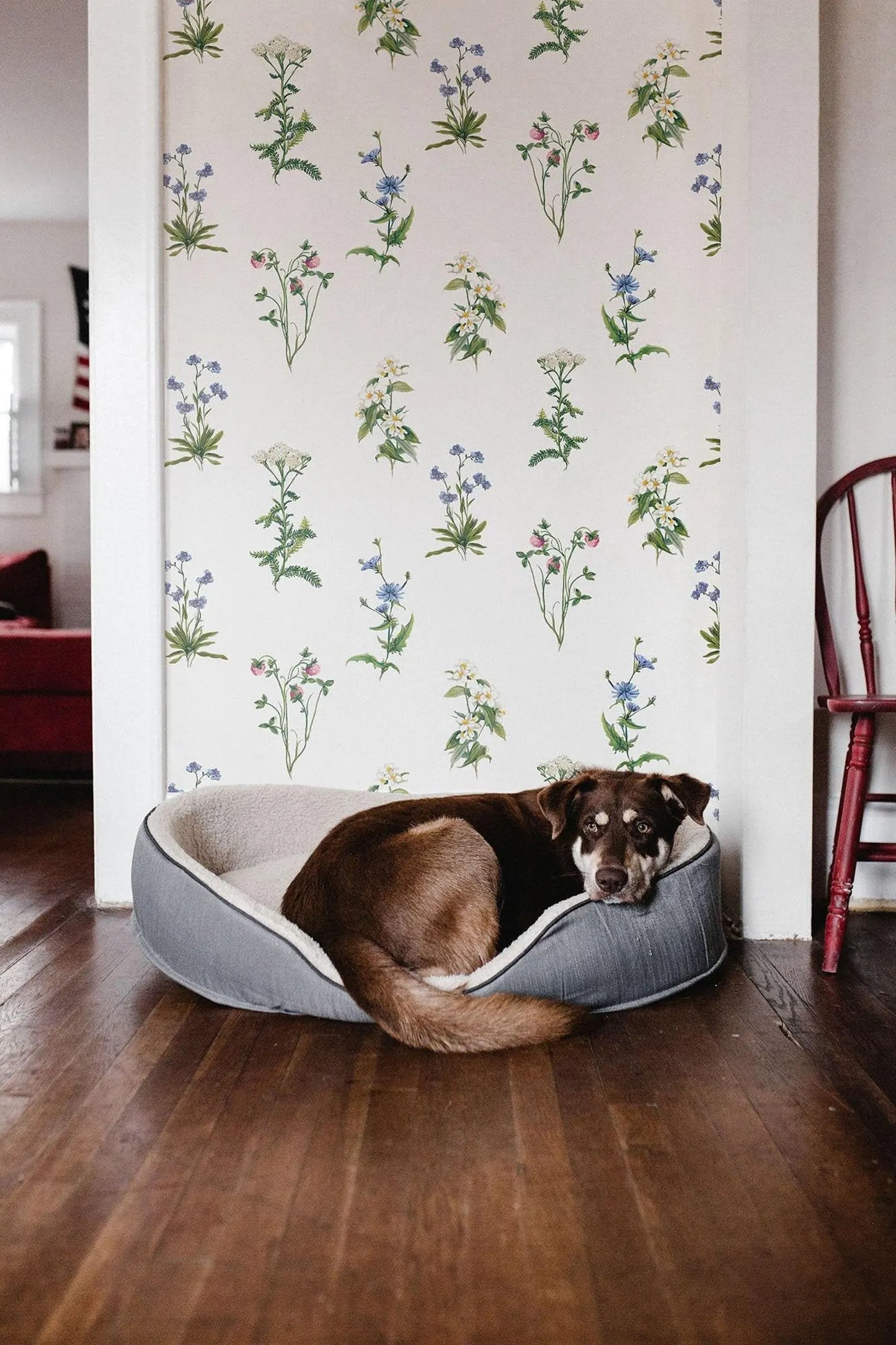 A brown dog is resting comfortably in a dog bed in a cozy room with a floral wallpaper.