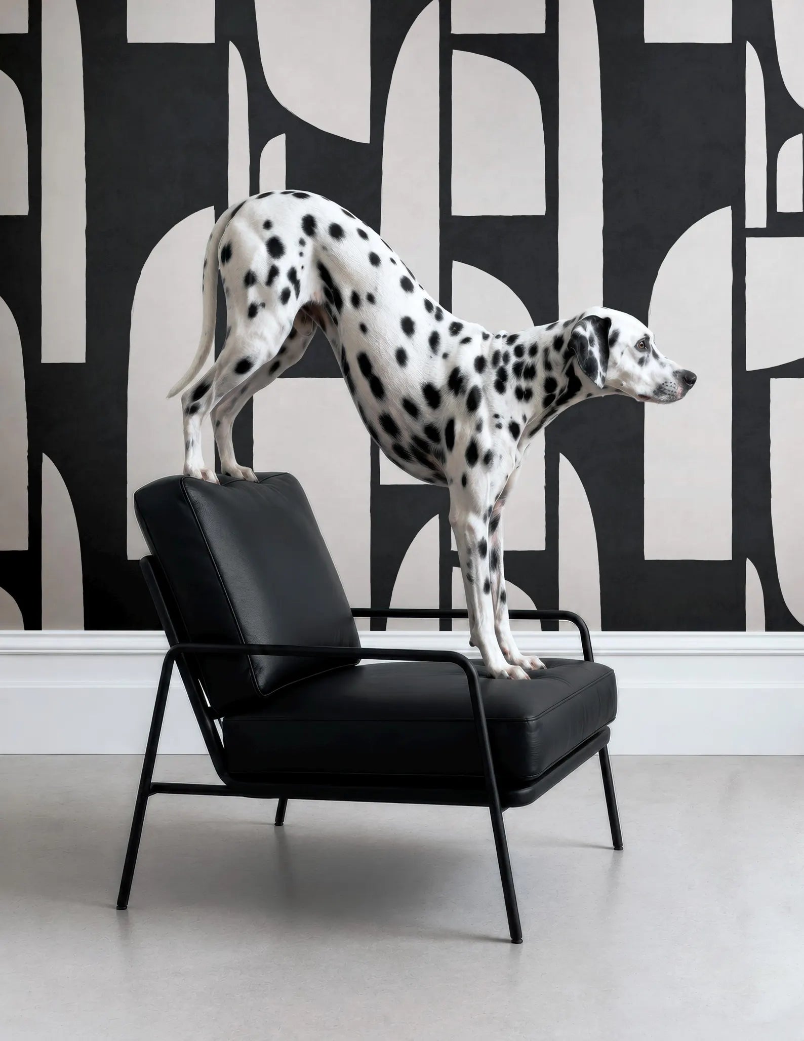 A Dalmatian dog stands on a black leather chair, with its front paws resting on the armrest and its hind legs on the seat.